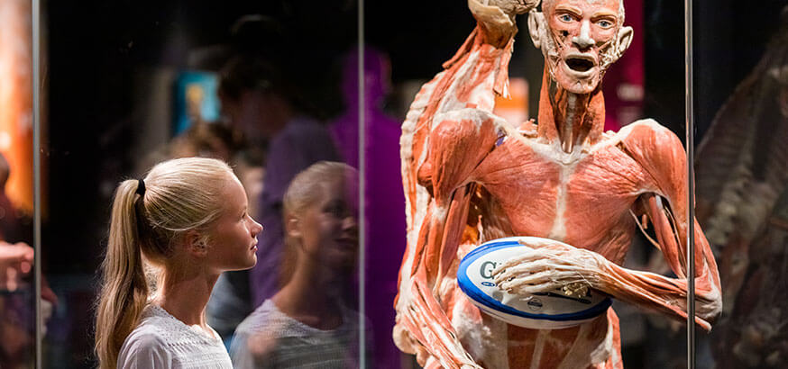 DH-Gallery-M-BODY-WORLDS-3