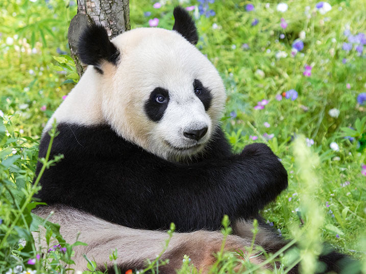 Ouwehands-Dierenpark_shop