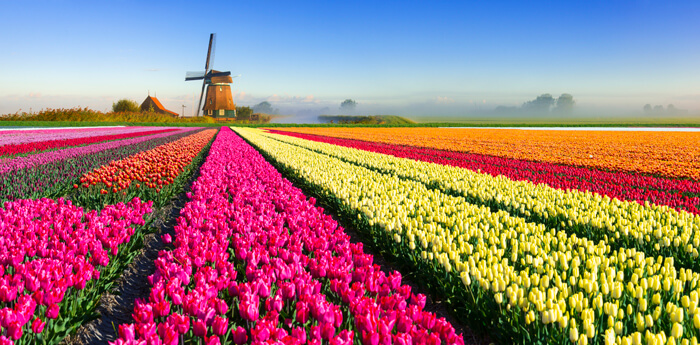 Tulips in Holland | Discover Holland